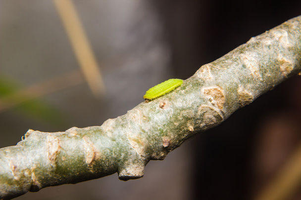 Gusano oruga verde
 - Foto, imagen