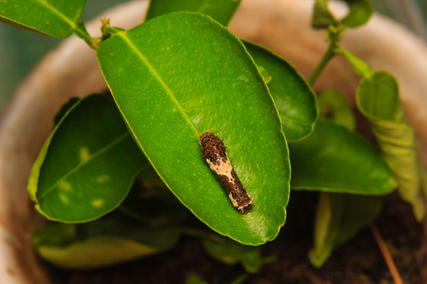 гусеничный червь на листе
 - Фото, изображение