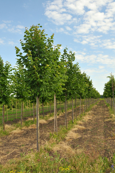 Рядки linden дерево
 - Фото, зображення