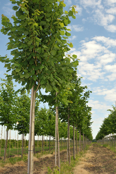rijen voor linden-tree - Foto, afbeelding