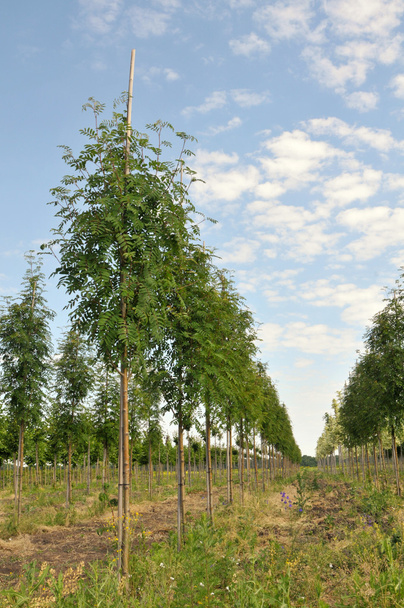 Горобина дерево в ряд - Фото, зображення