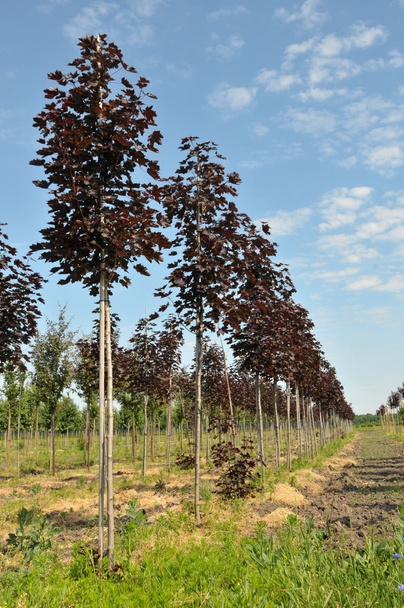 Maples ağaçlar satırları - Fotoğraf, Görsel