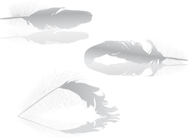 три светло-серых перья с отражениями
 - Вектор,изображение