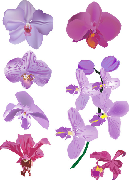 изолированная коллекция цветов фиолетовой орхидеи
 - Вектор,изображение