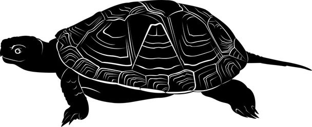 sziluettjét fekete teknős - Vektor, kép
