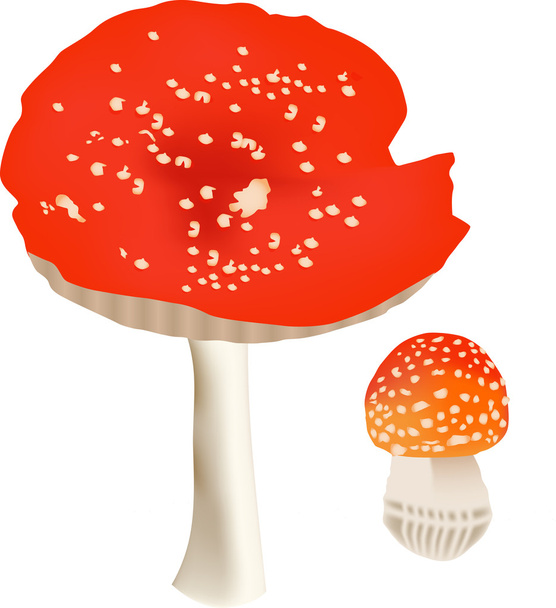 dvě červené-Muchomůrka houby izolované na bílém - Vektor, obrázek