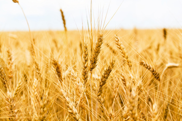 Gold wheat field - Foto, Imagen