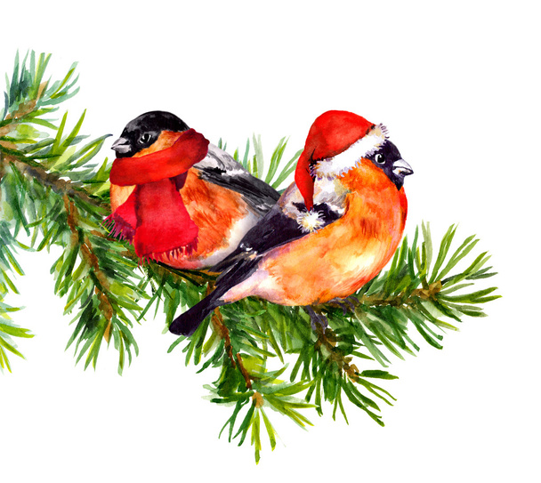 Two bullfinch birds in winter red santa hat and scarf on tree - Фото, изображение