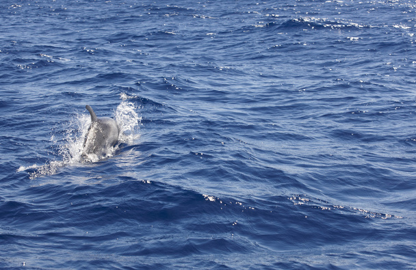 Дельфин в Атлантическом океане. Береговая линия Азорского острова
 - Фото, изображение