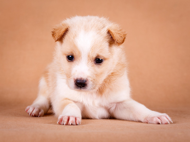 animal dog puppy - Фото, изображение