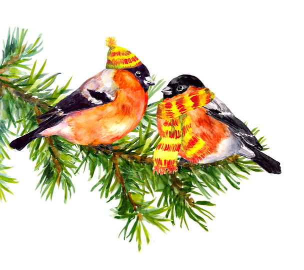 Birds in winter clothes, hat and scarf, on pine xmas tree. - Foto, immagini