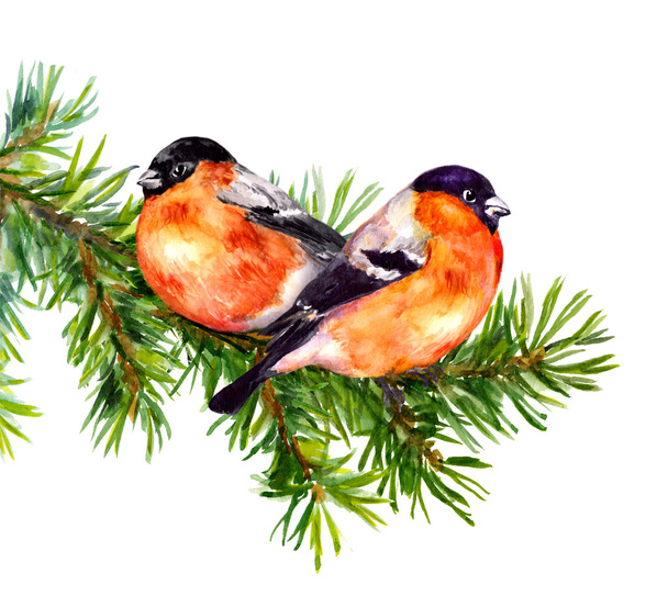Two bullfinch birds on fir or pine tree branch. Watercolor - Photo, Image