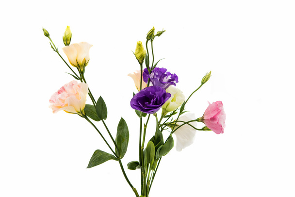 flor de eustoma
 - Foto, Imagen