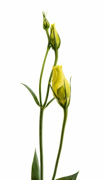 flor de eustoma
 - Foto, Imagem