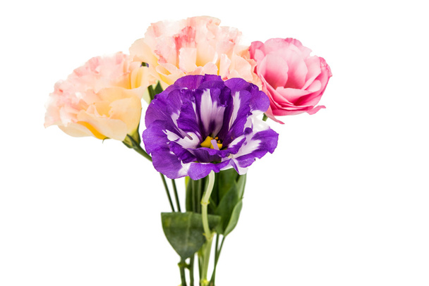 fiore di eustoma
 - Foto, immagini