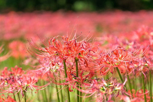 поле Кочхане Сонунса красные лилии - Фото, изображение