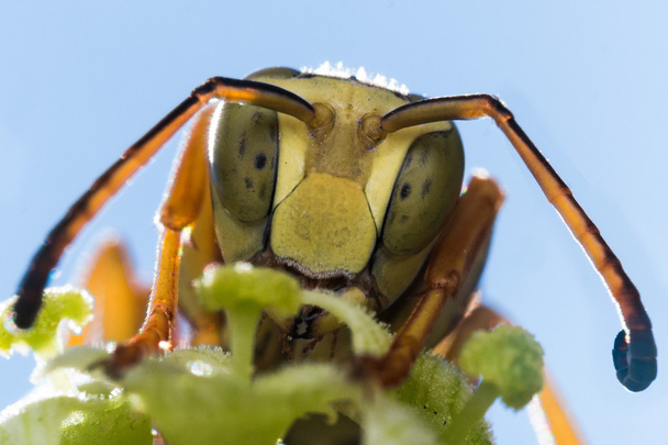 Wasp met groene gevlekte ogen op groene bladeren - Foto, afbeelding