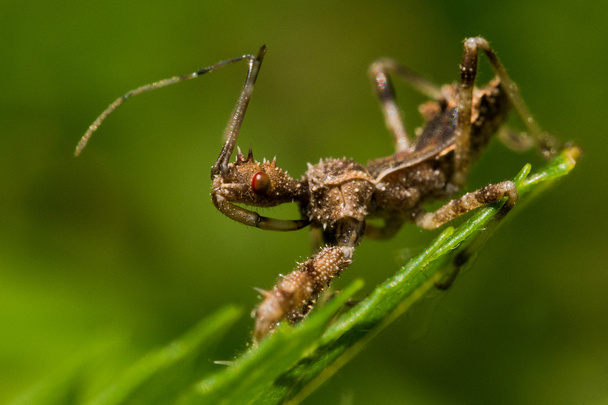 Spined Assassin Bug en la hoja verde
 - Foto, imagen