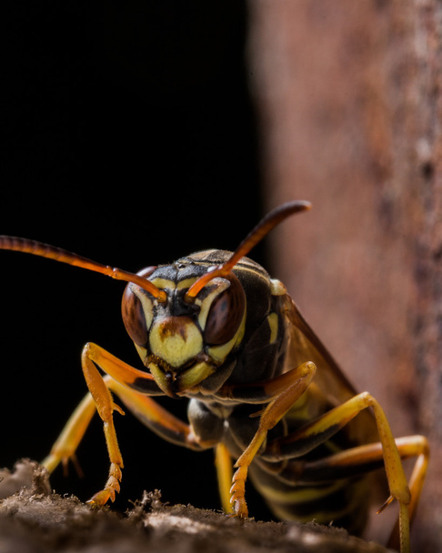 キアシナガバチ スズメバチ科警備員の巣 - 写真・画像