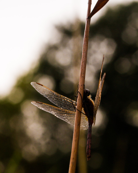 atardecer libélula sillhoette
 - Foto, imagen