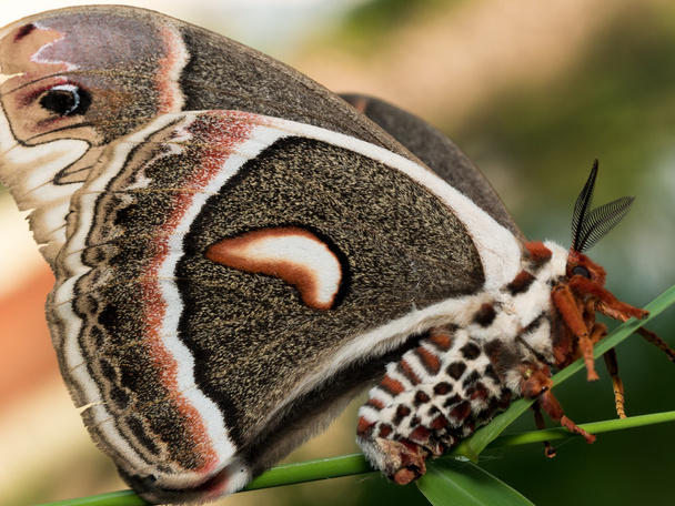 Visão de perfil de mariposa de seda gigante laranja, branca e marrom em verde
 - Foto, Imagem