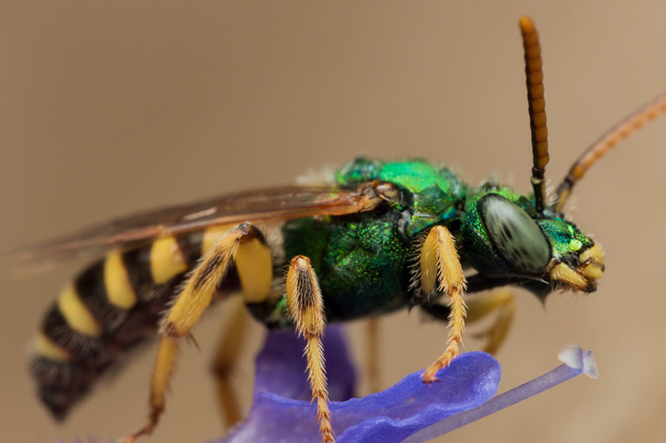 Μέλισσα πράσινο μεταλλικό ιδρώτα με θέα το προφίλ μωβ λουλούδι - Φωτογραφία, εικόνα