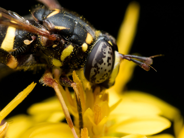 Pestřenky s černou spatřen oči extrakty pylu ze žluté flo - Fotografie, Obrázek