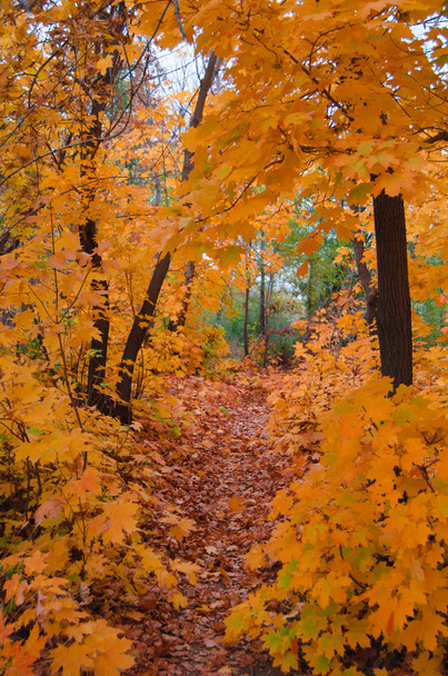 autumn leaves - Foto, afbeelding