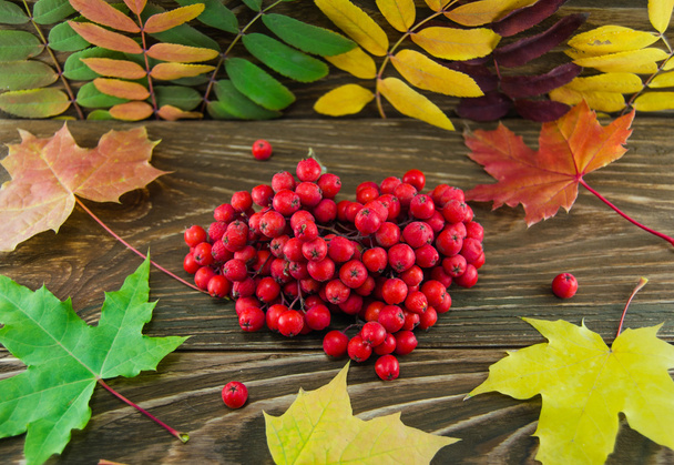 autumn leaves - Foto, Imagem