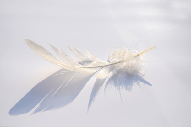 Fluffy soft white striped bird feather  on a white grey background with a abstract sunlight shadow effect with a serene zen atmosphere and empty copy space and a dream effect, the feather is lifting up. - Photo, Image