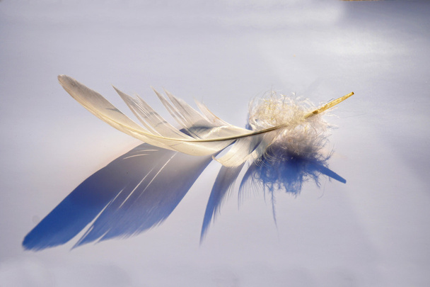 Pluma suave y mullida de pájaro rayado blanco sobre un fondo gris blanco con un efecto de sombra de luz solar abstracto con una atmósfera zen serena y un espacio de copia vacío y un efecto de sueño, la pluma se eleva
. - Foto, Imagen