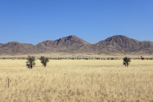 Саванна краєвид в Намібії - Фото, зображення