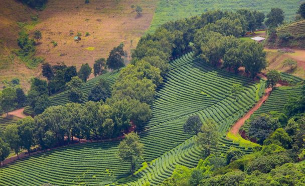 Çay plantasyon manzara havadan görünümü - Fotoğraf, Görsel