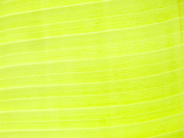 close-up van bananenblad textuur, groen en fris, in een park - Foto, afbeelding