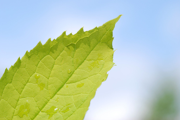 Green leaf - Foto, afbeelding