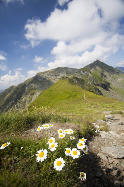 Closeup Alp çiçek üzerinde - Fotoğraf, Görsel