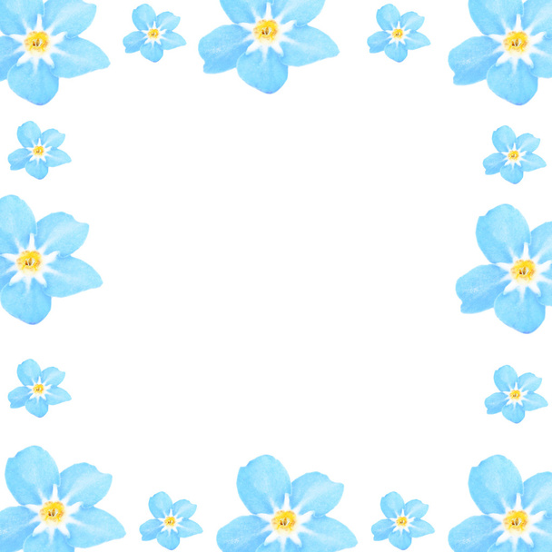 Frame of Forget-me-not flowers - Foto, immagini