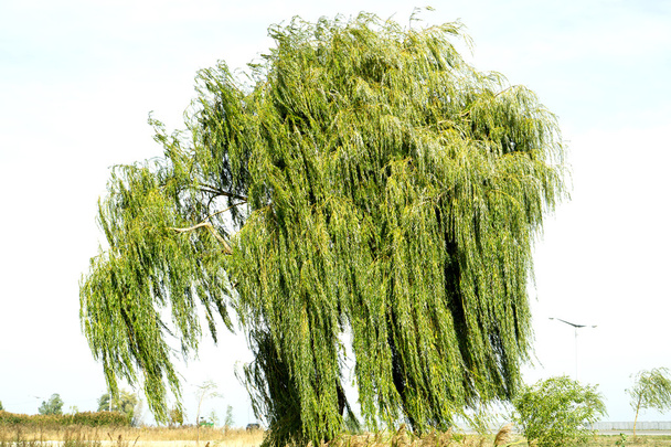 Oude wilg boom op hemelachtergrond warme gefilterd - Foto, afbeelding