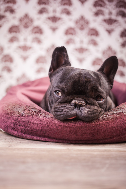 bulldog francés relajante
 - Foto, Imagen