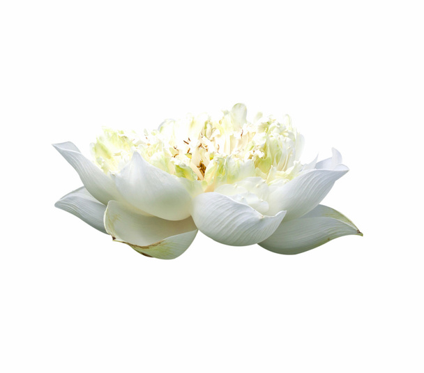 Flor de loto - Foto, imagen