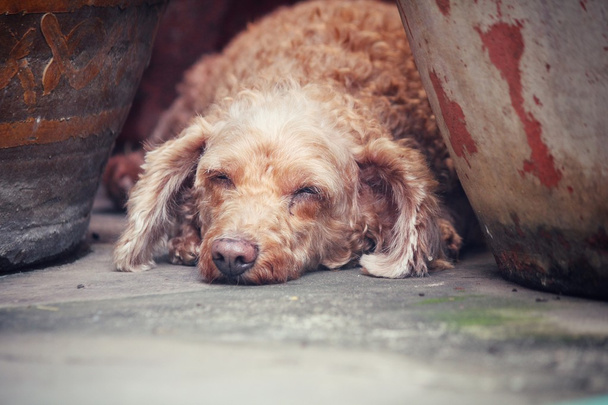 Пудель собака спить
 - Фото, зображення