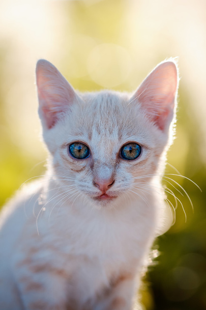 Malá kočka portrét - Fotografie, Obrázek