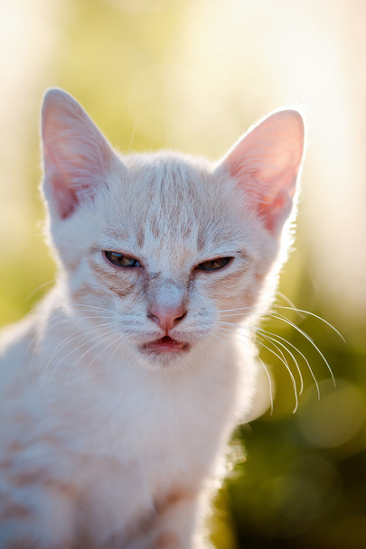 Kis macska portré - Fotó, kép