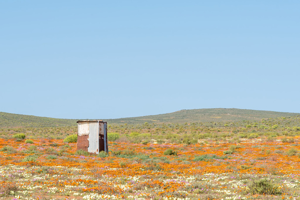 Building in a field of wild flowers at Stofkraal - Photo, Image