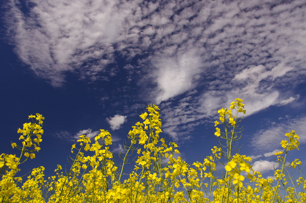 Żółty nasłonecznionego kwitnienia rapa z pochmurnego nieba - Zdjęcie, obraz