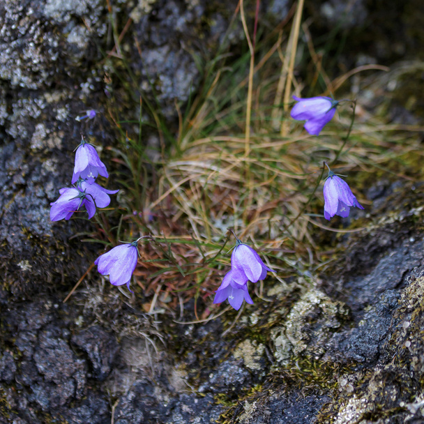 Blue Harebell flowering in Scotland - Fotoğraf, Görsel