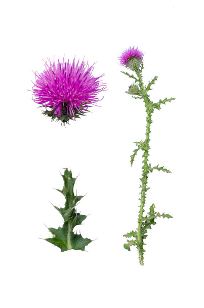 carduus, acanthoides, background, white, green, plant, wegdistel, single, purple, isolated, nature, closeup, Carduus acanthoides - Photo, Image