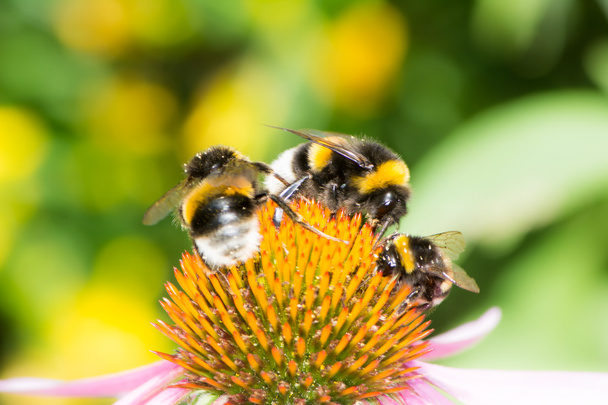Tres abejorros en flor de equinácea
 - Foto, Imagen