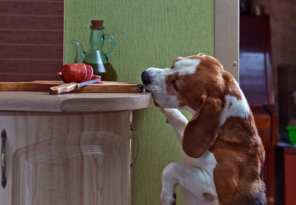beagle y salami
 - Foto, Imagen