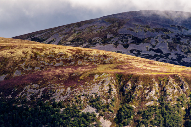 Heather, a Cairngorm hegység - Fotó, kép